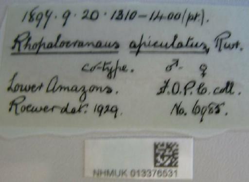 Rhopalocranaus apiculatus Roewer, 1932 - 013376531 Rhopalocranaus apiculatus labels