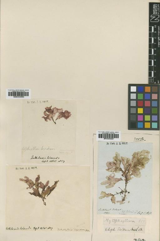 Nitophyllum lividum Hook.f. & Harv. - BM000936398