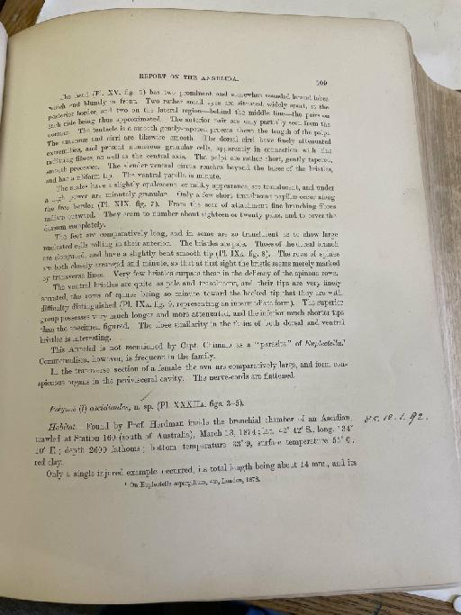 Lagisca darwini McIntosh, 1885 - Challenger Polychaete Scans of Book 61