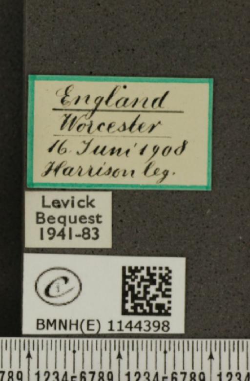 Leptidea sinapis sinapis Linnaeus, 1758 - BMNHE_1144398_label_98979