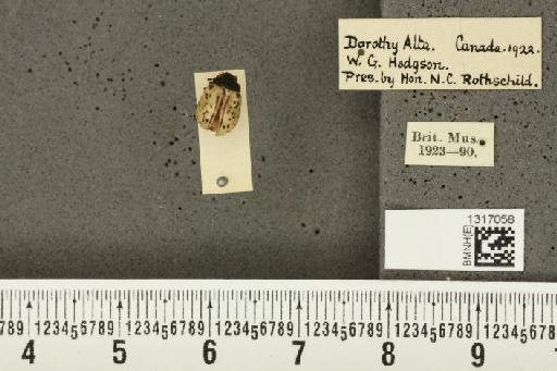 Calligrapha (Polyspila) philadelphica (Linnaeus, 1758) - BMNHE_1317058_15947