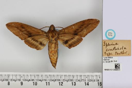 Sphinx constricta Butler, 1885 - NHMUK_010588503_Sphinx_constricta_Butler_ST_ventral_and_labels.JPG