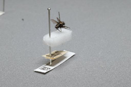 Sarcophaga (Myorhina) nigriventris Meigen, 1826 - 015092255_additional_1