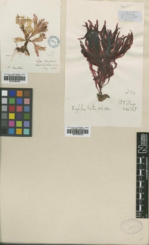 Myriogramme smithii (Hook.f. & Harv.) Kylin - BM000936380