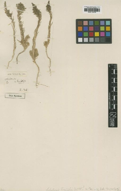 Suaeda maritima (L.) Dumortier - BM001024743