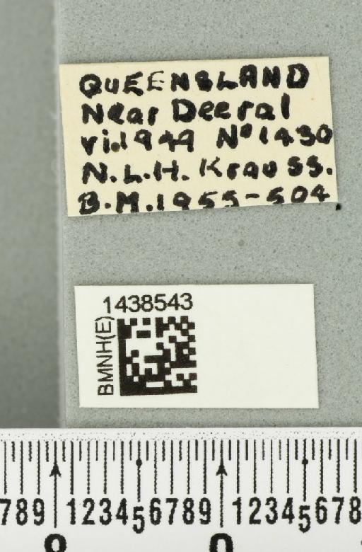 Bactrocera (Bactrocera) laticauda (Hardy, 1950) - BMNHE_1438543_label_32512