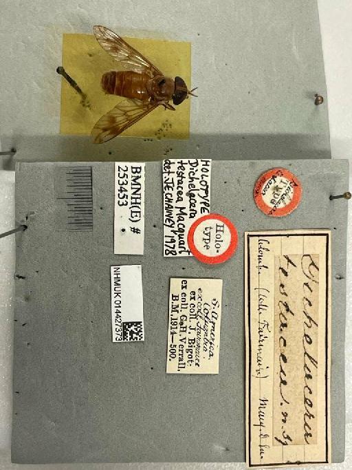 Catachlorops (Psarochlorops) testaceus (Macquart, 1846) - NHMUK014427373_Dichelacera_testacea_HT_female_labels