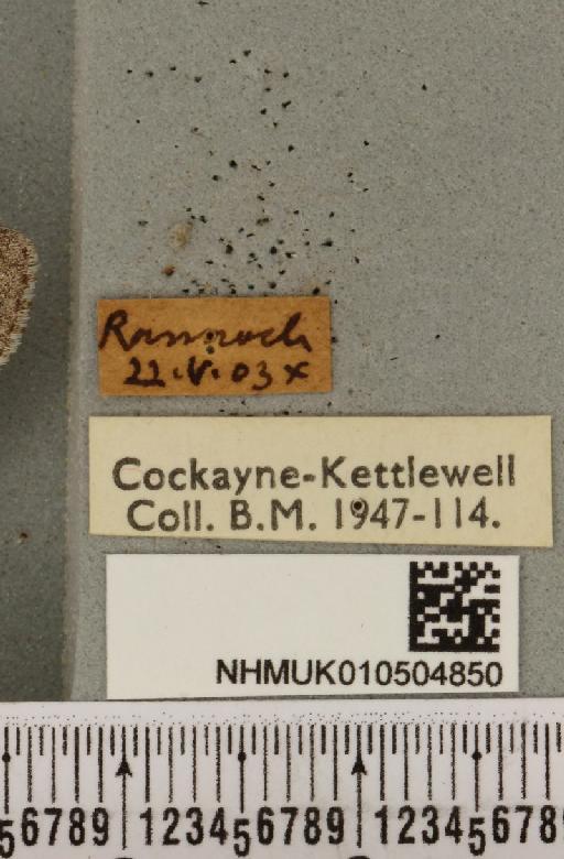 Acronicta menyanthidis scotica (Tutt, 1891) - NHMUK_010504850_label_562231