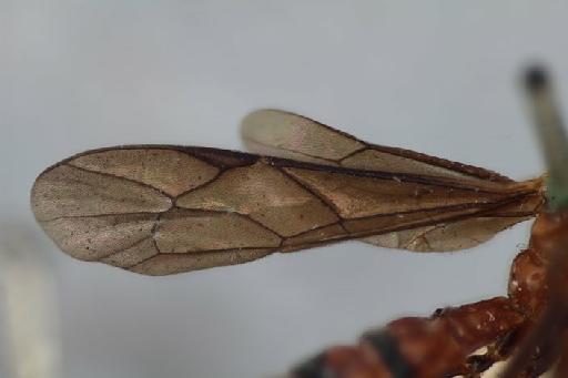 Hymenoepimecis fuscipennis (Cameron, P., 1911) - Hymenoepimecis_cameronii_wings