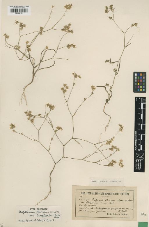 Bupleurum flavicans Boiss. & Heldr. - BM001134524