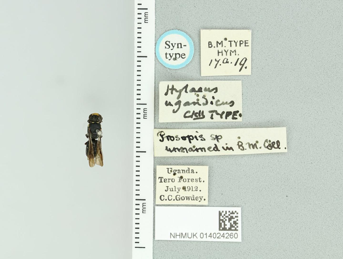 Hylaeus ugandicus
