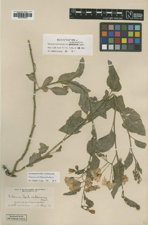 Solanum umbelliferum Eschsch. - BM000934851