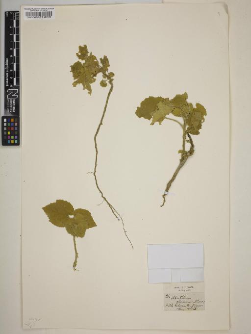 Abutilon pannosum (G.Forst.) Schltdl. - BM000083161