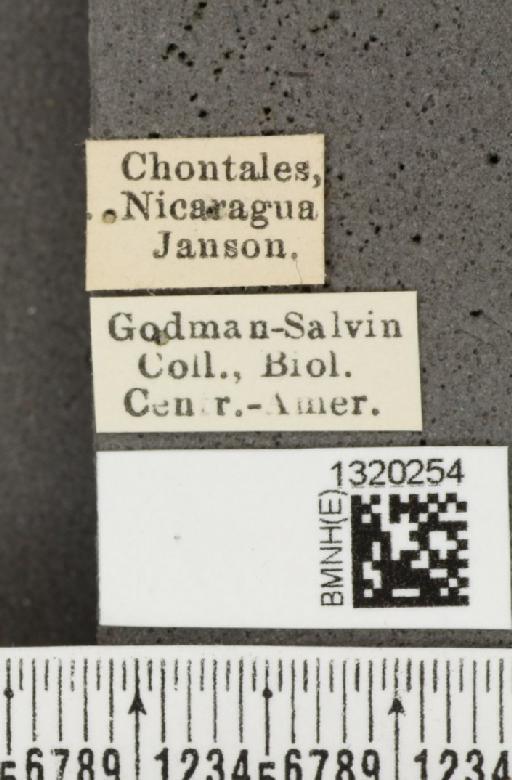 Acalymma coruscum costaricense Bechyné, 1955 - BMNHE_1320254_label_21131