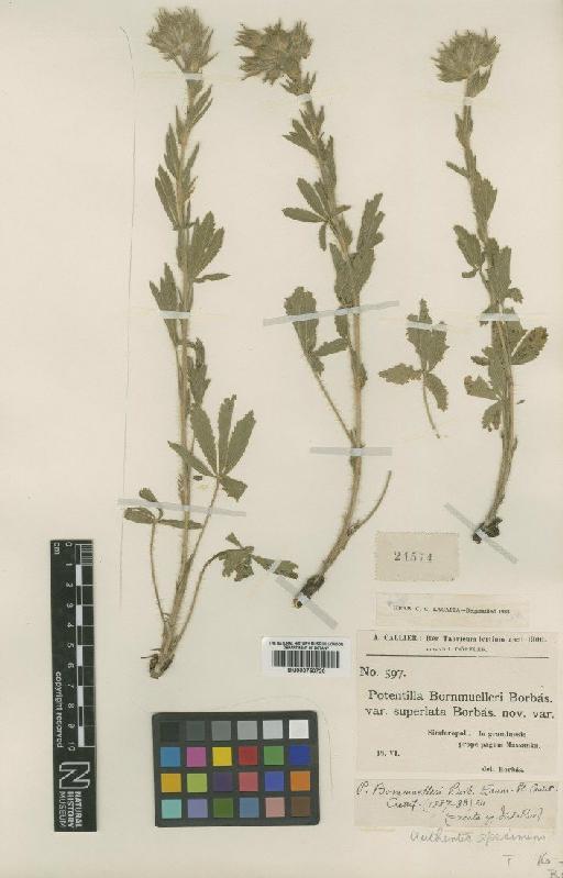 Potentilla recta L. - BM000750720