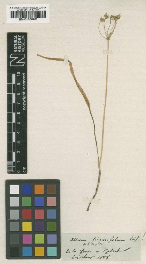 Allium subhirsutum L. - BM001066468