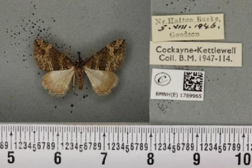 Perizoma bifaciata (Haworth, 1809) - BMNHE_1789965_371077