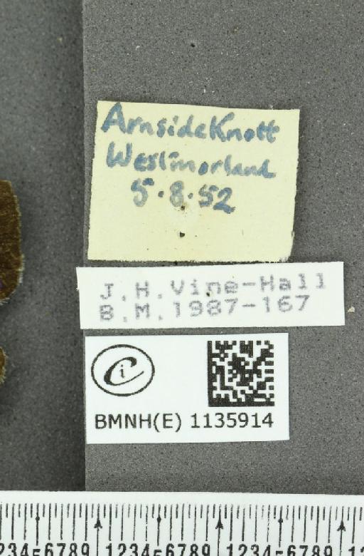 Neozephyrus quercus (Linnaeus, 1758) - BMNHE_1135914_label_93978