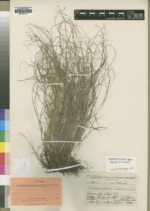 Schoenoxiphium perdensum Kukkonen - BM000922722