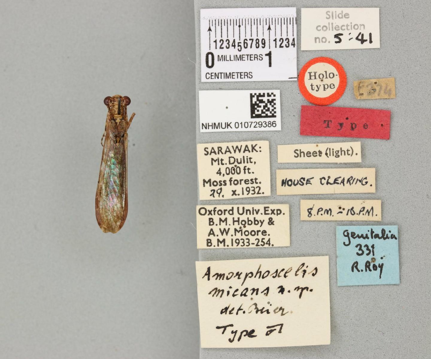 Amorphoscelis reticulata thumbnail