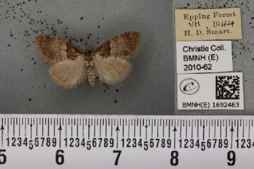 Nola cucullatella (Linnaeus, 1758) - BMNHE_1692463_292010