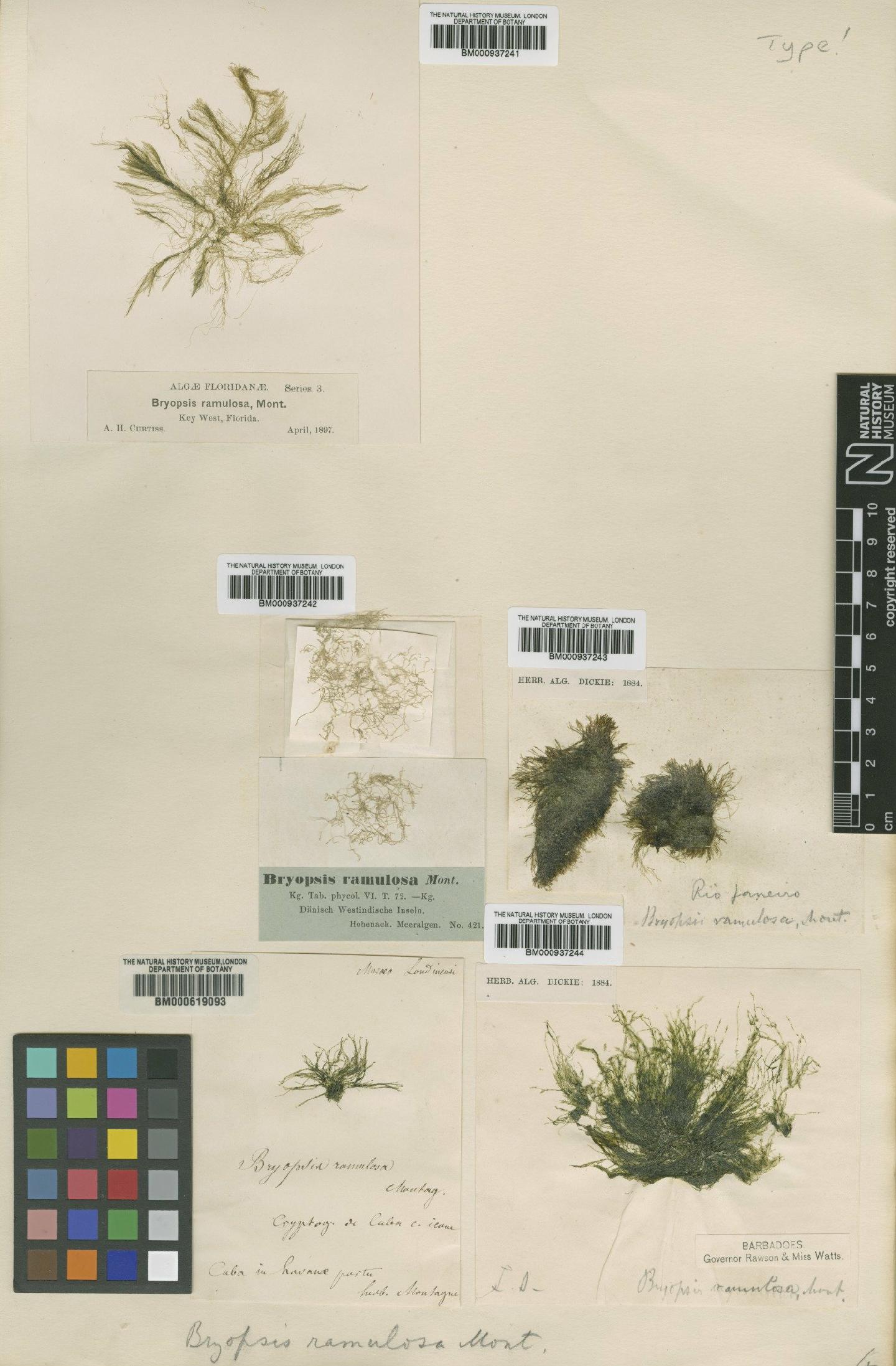 To NHMUK collection (Bryopsis ramulosa Mont.; TYPE; NHMUK:ecatalogue:474131)