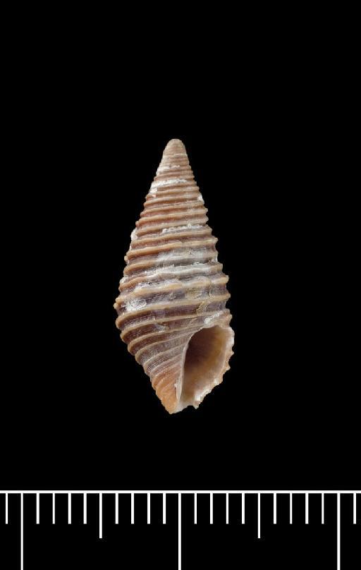 Pleurotoma bijubata Reeve, 1843 - 1963798_2_ventral