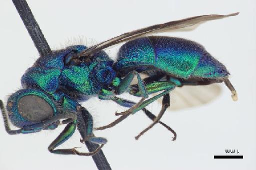 Chrysis foochowia Linsenmaier, 1968 - Chrysis_foochowia-BMNH(E)#970884_type-lateral-1_6X