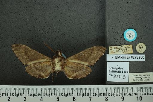 Dolbogene hartwegii (Butler, 1875) - BMNH(E) 273950 Dolbogene hartwegii dorsal and labels