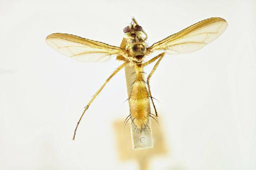 Cordyligaster analis (Macquart, 1851) - Cordyligaster analis female dorsal