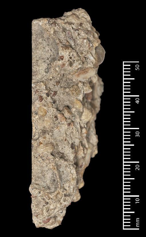 Megatherium americanum Cuvier, 1796 - NHMUK PV M 16588b_5