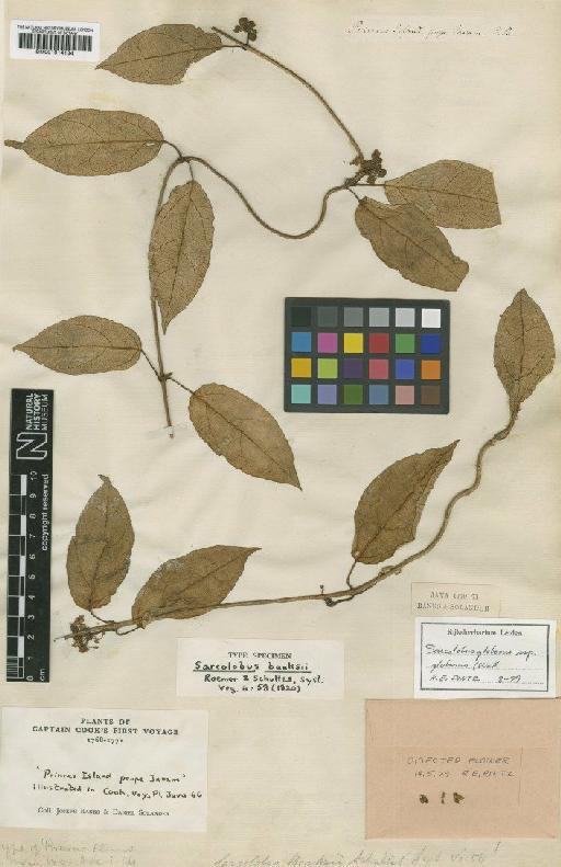 Sarcolobus globosus subsp. globosus Wall. - BM001014184