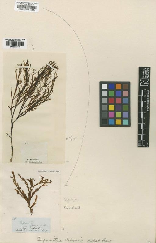 Carpomitra costata (Stackhouse) Batters - BM000562628