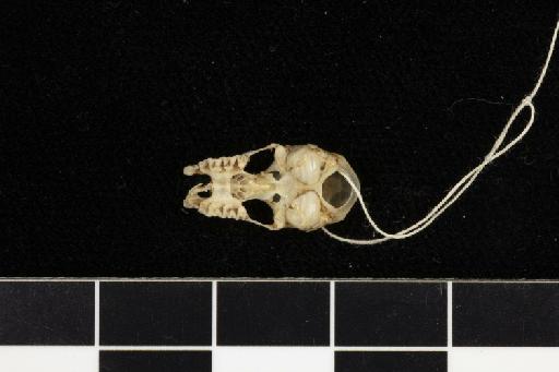 Rhinolophus gracilis Andersen, 1905 - 1873_4_16_2-Rhinolophus_gracilis-Holotype-Skull-occlusal
