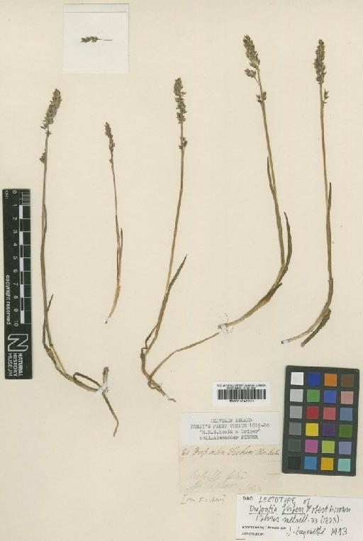 Dupontia fisheri R.Br. - BM001042211