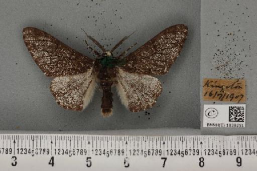 Biston betularia ab. insularia Thierry-Mieg, 1886 - BMNHE_1839251_412947