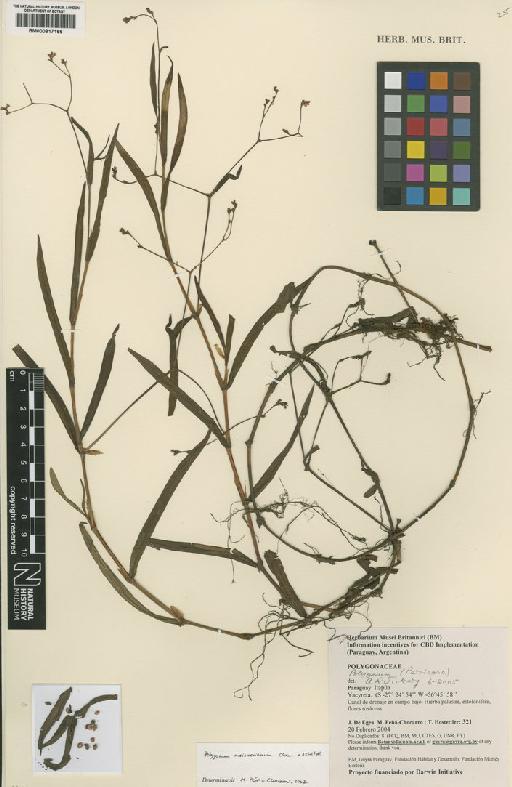 Polygonum meissnerianum Cham. & Schltdl. - BM000817166