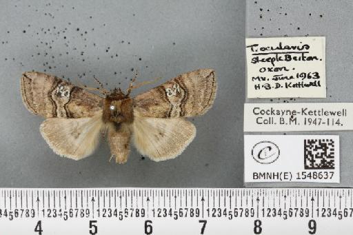 Tethea ocularis octogesimea (Hübner, 1786) - BMNHE_1548637_235599