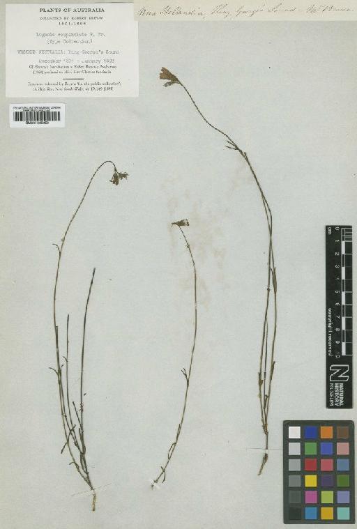 Logania campanulata R.Br. - BM001040420