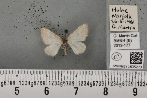 Perizoma albulata albulata (Denis & Schiffermüller, 1775) - BMNHE_1835273_397462