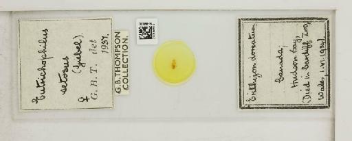 Eutrichophilus setosus Giebel, 1861 - 010696610_108797_1429414