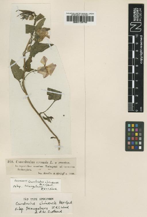 Convolvulus chinensis subsp. triangularis J.R.I.Wood & Scotland - BM001035796