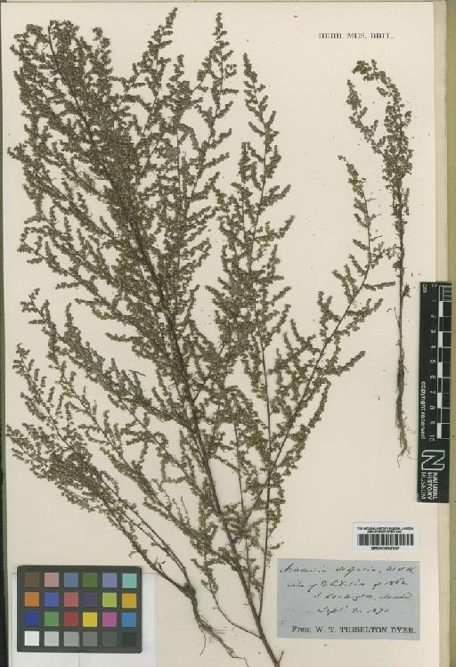Artemisia scoparia Waldst. & Kit. - BM000892357