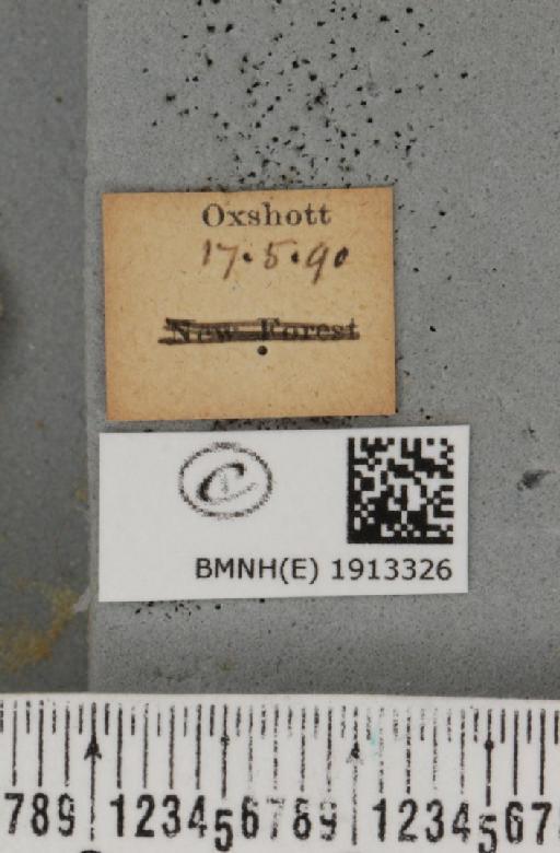 Aethalura punctulata (Denis & Schiffermüller, 1775) - BMNHE_1913326_label_485129