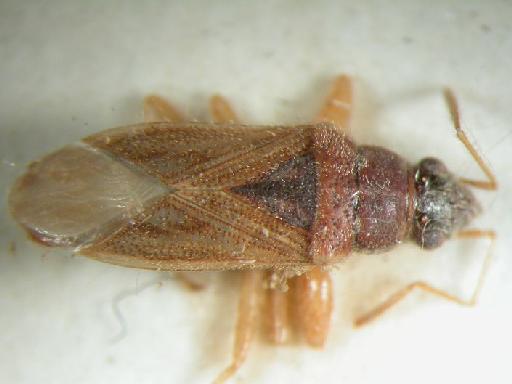 Remaudiereana puberulus China - Hemiptera: Remaudiereana Pub