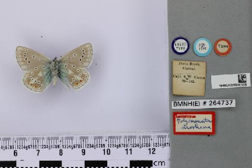 Polyommatus (Polyommatus) ariana droshana Evans, 1925 - NHMUK010247098_Polyommatus_droshana_LT_Male_2.jpg