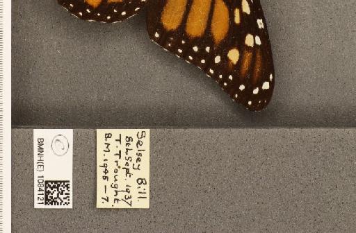 Danaus plexippus (Linnaeus, 1758) - BMNHE_1084121_label_53282