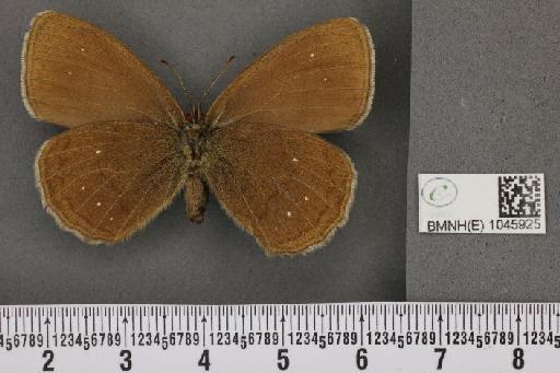 Aphantopus hyperantus ab. caeca Fuchs, 1884 - BMNHE_1045925_21888
