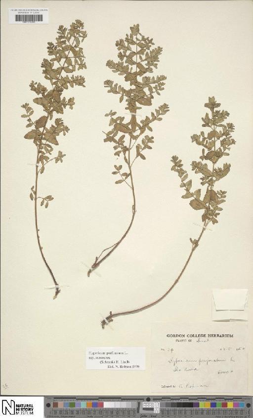 Hypericum perforatum L. - BM001203893