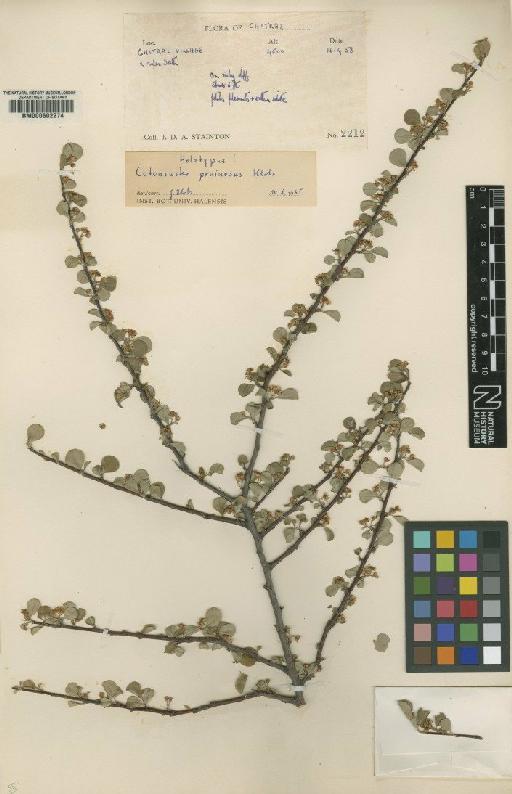 Cotoneaster pruinosus G.Klotz - BM000602274